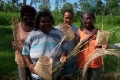 Maureen and others collecting Cane